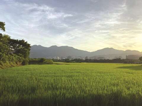 八仙六代園のある関渡平原はかつて台北における主要な米の産地であって、稀有な都市部にある水田地帯です。(写真/八仙六代園)