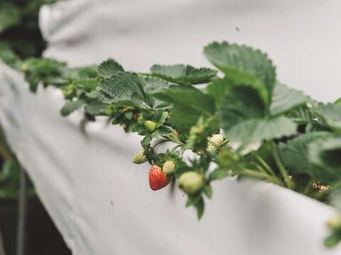 栽培コストが高い高架イチゴですが、八仙六代園では高品質に栽培するための実験を続けています。