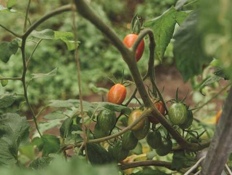 大根からトマトまで八仙六代園の農作物は、サスティナブルな農法によって自然に栽培されています。