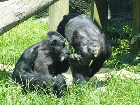 了解黑猩猩間傳遞繁衍重要訊息的「性皮腫脹」，就不會被誤解為「好噁爛」、「脫肛」、「爛屁股」