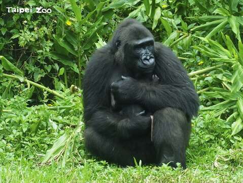 國立臺灣師範大學環境教育研究所的研究，「噪音」是動物園裡動物壓力的主要來源