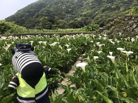 小斑馬 海芋
