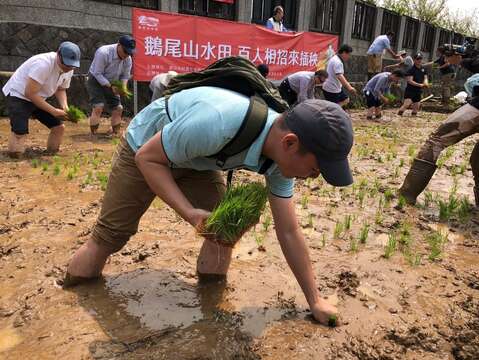 民眾體驗插秧活動