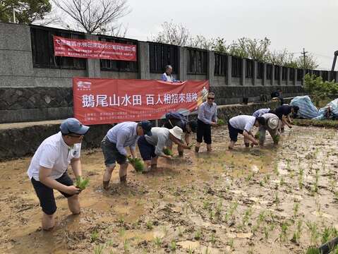 往年插秧活動