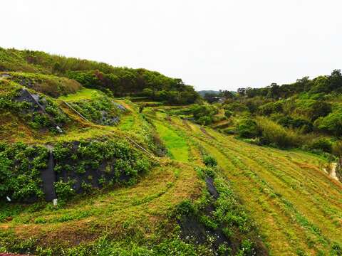 鵝尾山梯田地貌