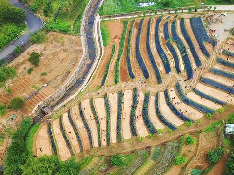 鵝尾山梯田空拍
