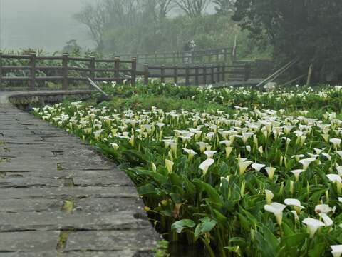步道旁的海芋田