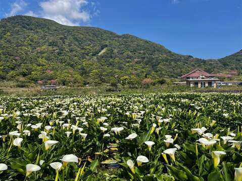 花景與山景