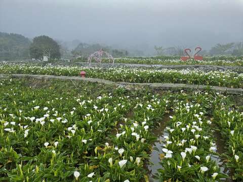 雲霧中的海芋花田