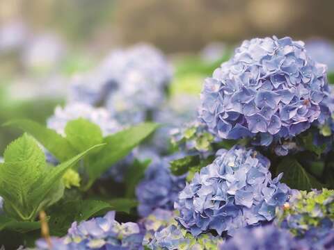 Hydrangeas of different varieties render Zhuzihu with dreamy colors. (Photo/Beitou Farmers' Association)