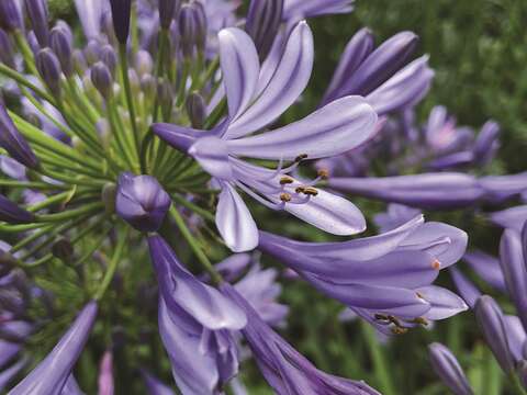 Purple African lilies blooming in Neishuangxi Nature Center create a virtual forest of violet and blue. (Photo/Geotechnical Engineering Office, Public Works Department, Taipei City Government)