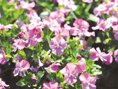 古亭河浜公園に広がる紫色の花の海は、非常に見ごたえのある台北のお花見スポットです。