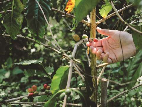 小規模農家が丹精を込めて栽培した台湾のコーヒー豆は、その土地ならではの独特の風味があります。(写真/Taiwan Scene)