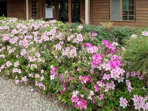 綠化教室周邊栽種有臺北市市花「平戶杜鵑」，也是賞杜鵑花的熱門景點