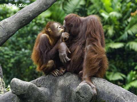 紅毛猩猩和馬來貘的問題提示，在舊熱帶雨林區哦！