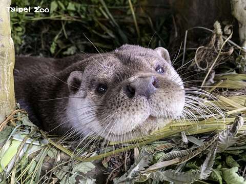 歐亞水獺：想一想，歐亞水獺、河狸和海獺的代號是什麼？
