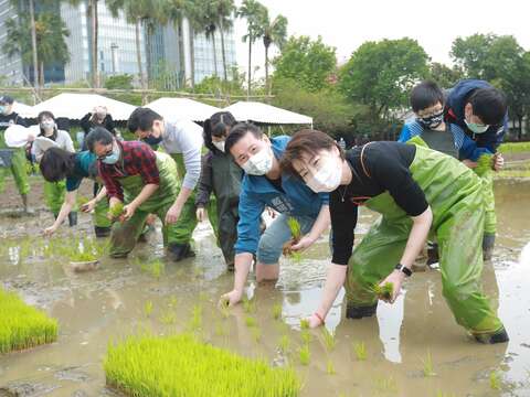 黃珊珊副市長體驗插秧
