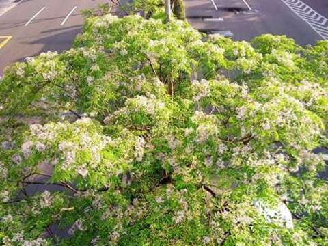 楝樹綻放著幽幽浪漫的紫花