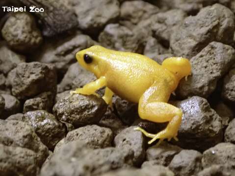 兩棲爬蟲動物的檢疫，有別於一般哺乳類或鳥類的30天檢疫期，會拉長至三個月（金曼蛙）