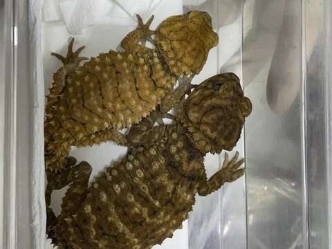 棘皮瘤尾守宮為臺北市立動物園首次引進的新物種（陳賜隆攝）
