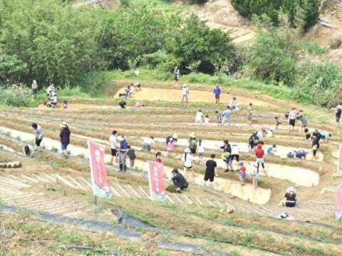 鵝尾山水田插秧體驗活動