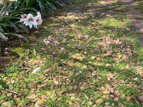 園區走道邊散布的孤挺花