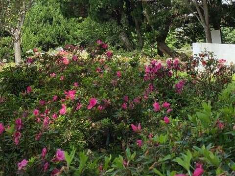 還在盛開的昭和櫻和杜鵑