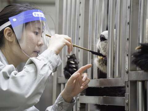 邊刷牙邊進行減敏訓練（「圓圓」）