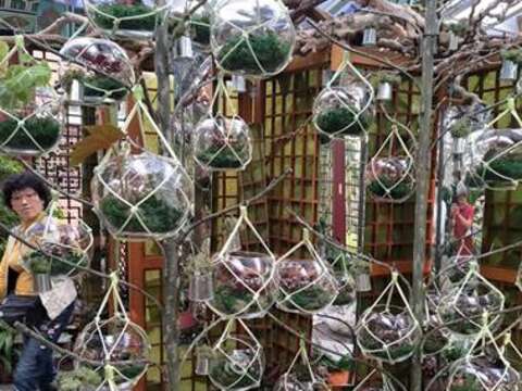 珍奇品種多需要高濕度環境，特別設計玻璃球種植