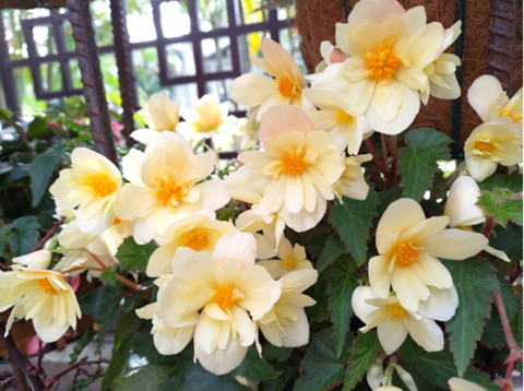 最新秋海棠品種Florencio佛羅倫斯系列，台灣取名為晨曦秋海棠，屬懸垂球根秋海棠，花朵高貴典雅