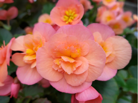 麗格秋海棠花色嬌豔，圖為荷蘭進口最新品種心愛櫻桃BELOVE CHERRY