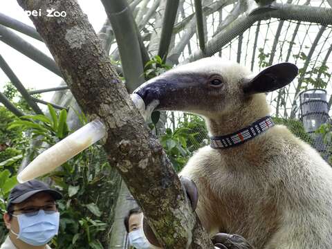 小食蟻獸的「動物保母講古」在熱帶雨林區翡翠森林裝置藝術旁進行