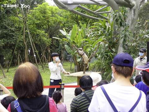 小食蟻獸除了覓食和活動時間之外，很少活動, 所以園方決定規劃新型「動物保母講古」項目，由保育員帶著小食蟻獸，直接與大家見面