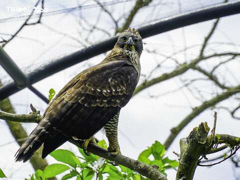 動物園將繼續努力，希望適齡繁殖的「胖妹」能有機會為熊鷹留下繁殖的生物資料