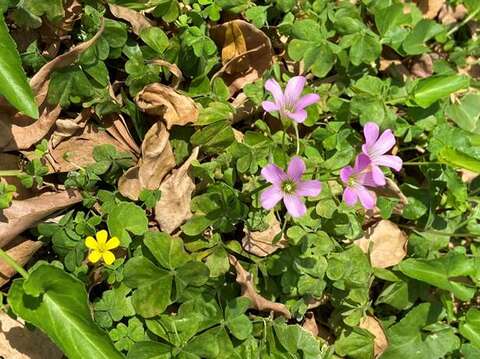 「黃花酢醬草」同框「紫花酢醬草」