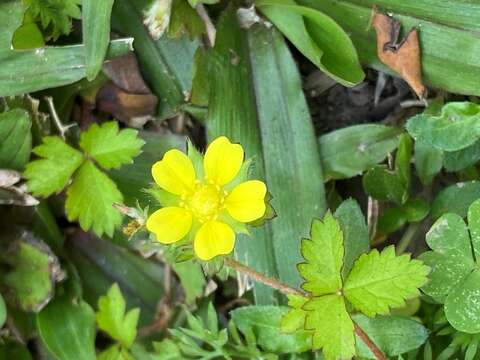 「蛇莓」開花維持著薔薇科家族特徵