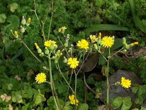 「黃鵪菜」隨風輕搖