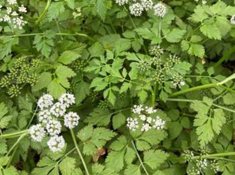 飄逸細緻的「水芹菜」開花