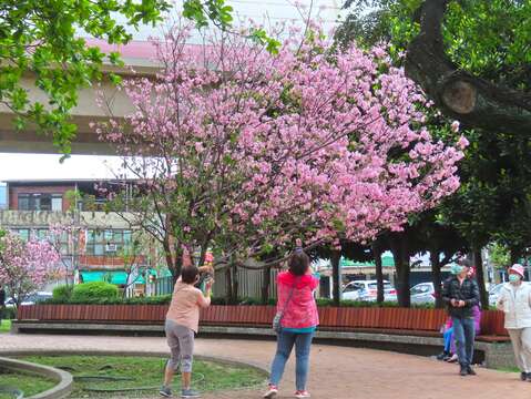 Sakura Blooms Next to MRT Stations in Beitou