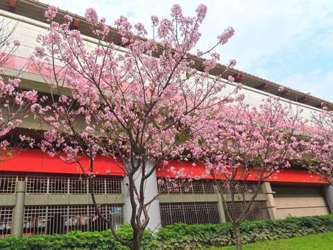 Sakura Blooms Next to MRT Stations in Beitou