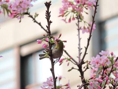 Sakura Blooms Next to MRT Stations in Beitou