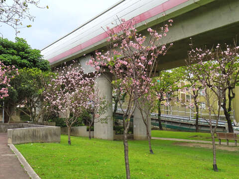 Sakura Blooms Next to MRT Stations in Beitou