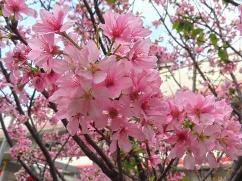 Sakura Blooms Next to MRT Stations in Beitou