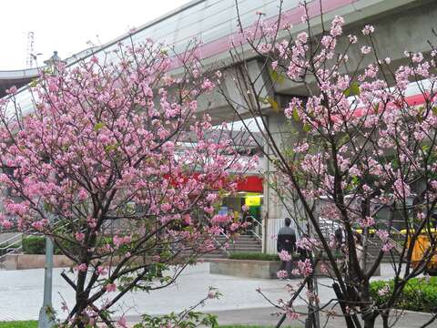 Sakura Blooms Next to MRT Stations in Beitou