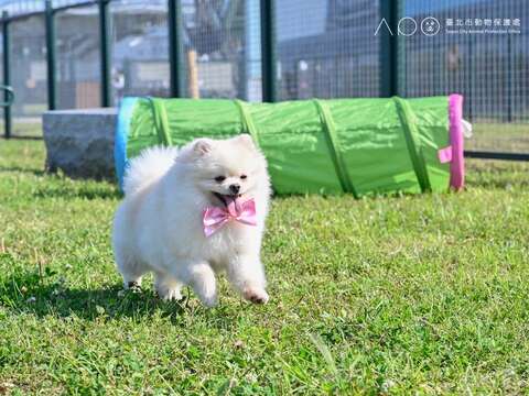 狗狗於延平狗活動區遊樂