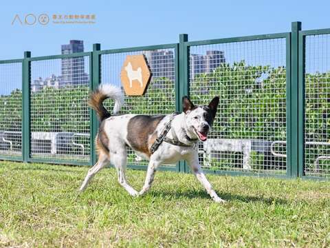 狗狗體驗延平狗活動區