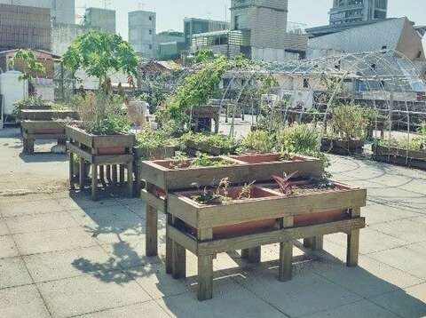 錦安區民活動中心屋頂菜園-中央種菜區