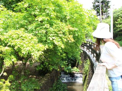 士林菁山社区に紅葉の美景が限定登場