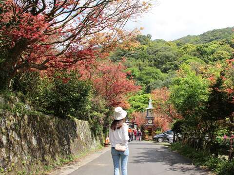 士林菁山社区に紅葉の美景が限定登場