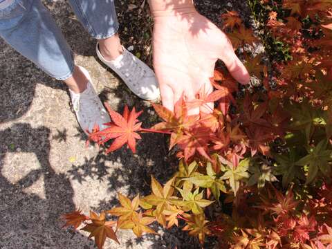 士林菁山社区に紅葉の美景が限定登場
